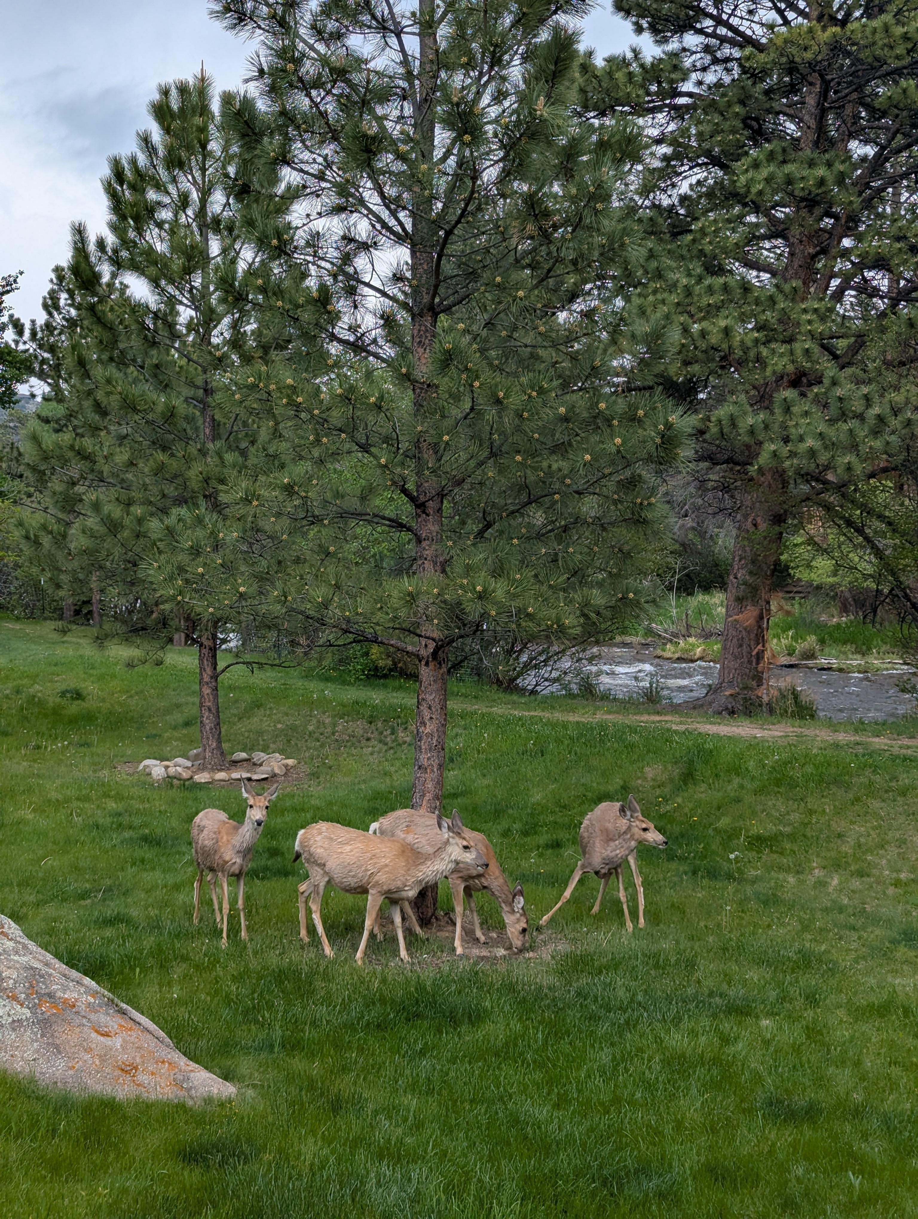 Deer along the river