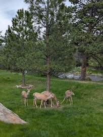 Deer along the river