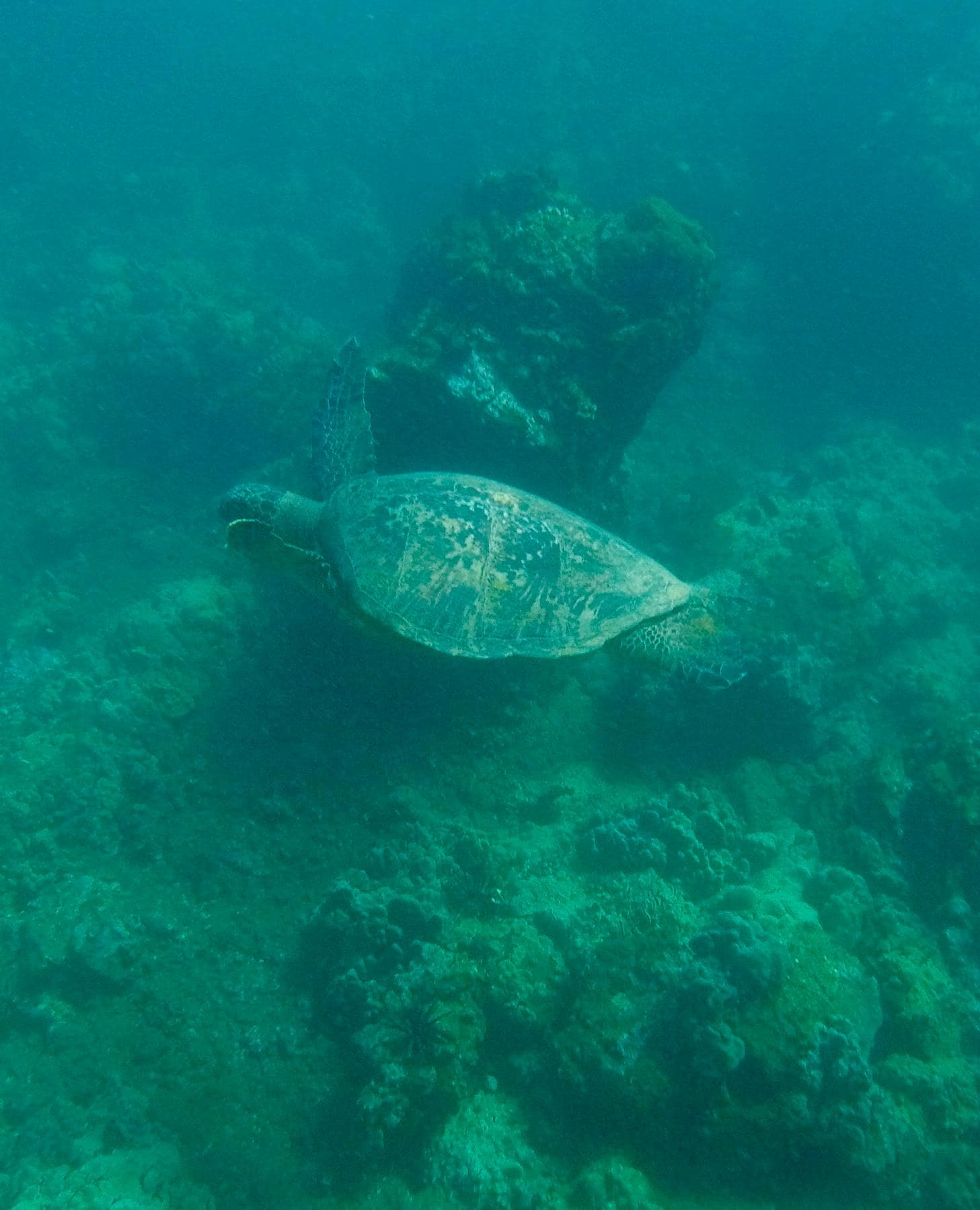 Snorkeling at the beach