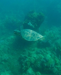Snorkeling at the beach
