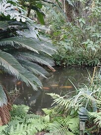 Koi Pond