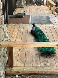 George the Peacock at Garvan Woodland Gardens.