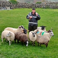sheep dogs demo