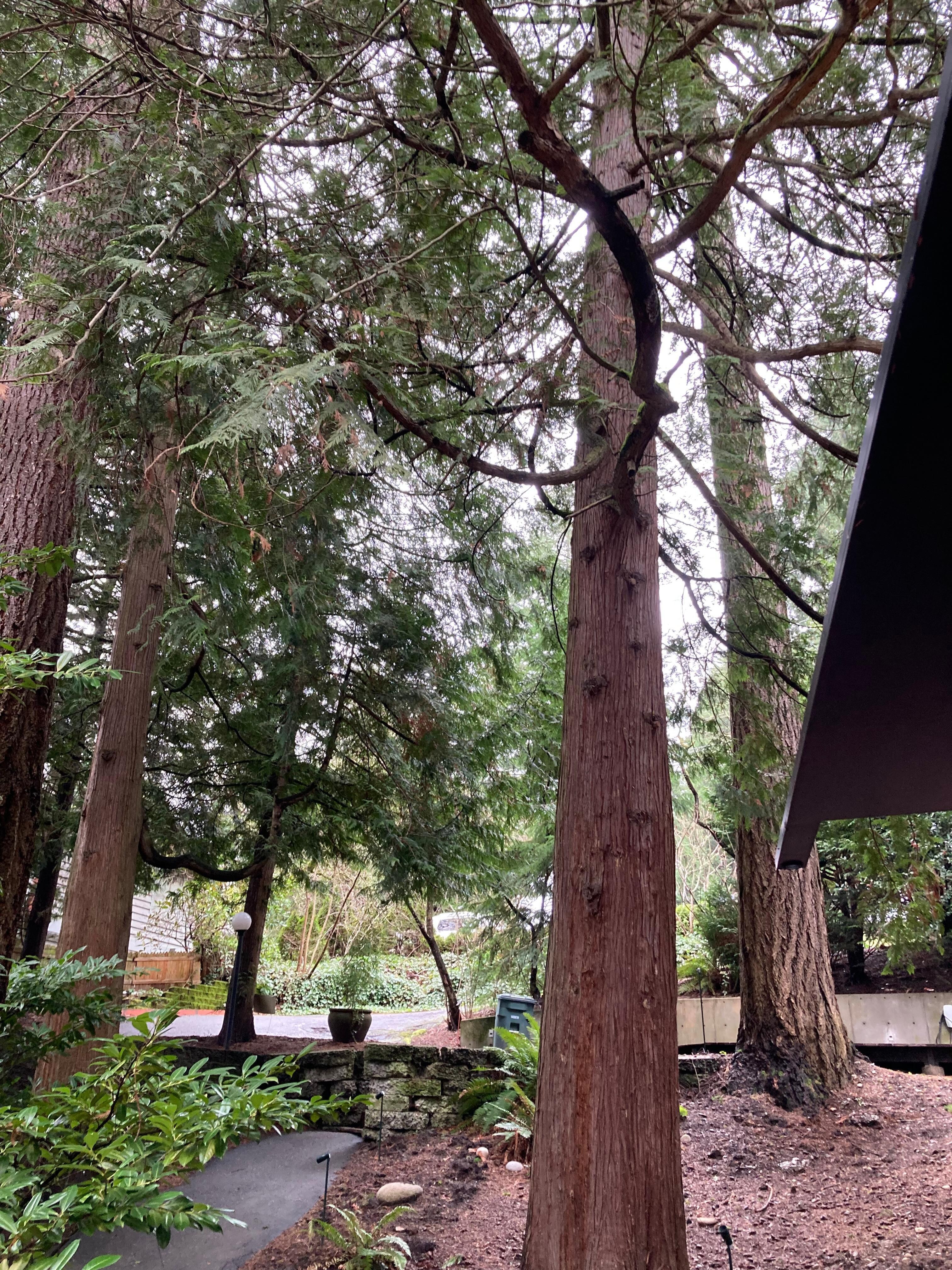 Like being in a magical forest