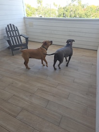 My girls on the outside deck.