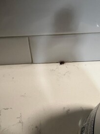 Roach in kitchen