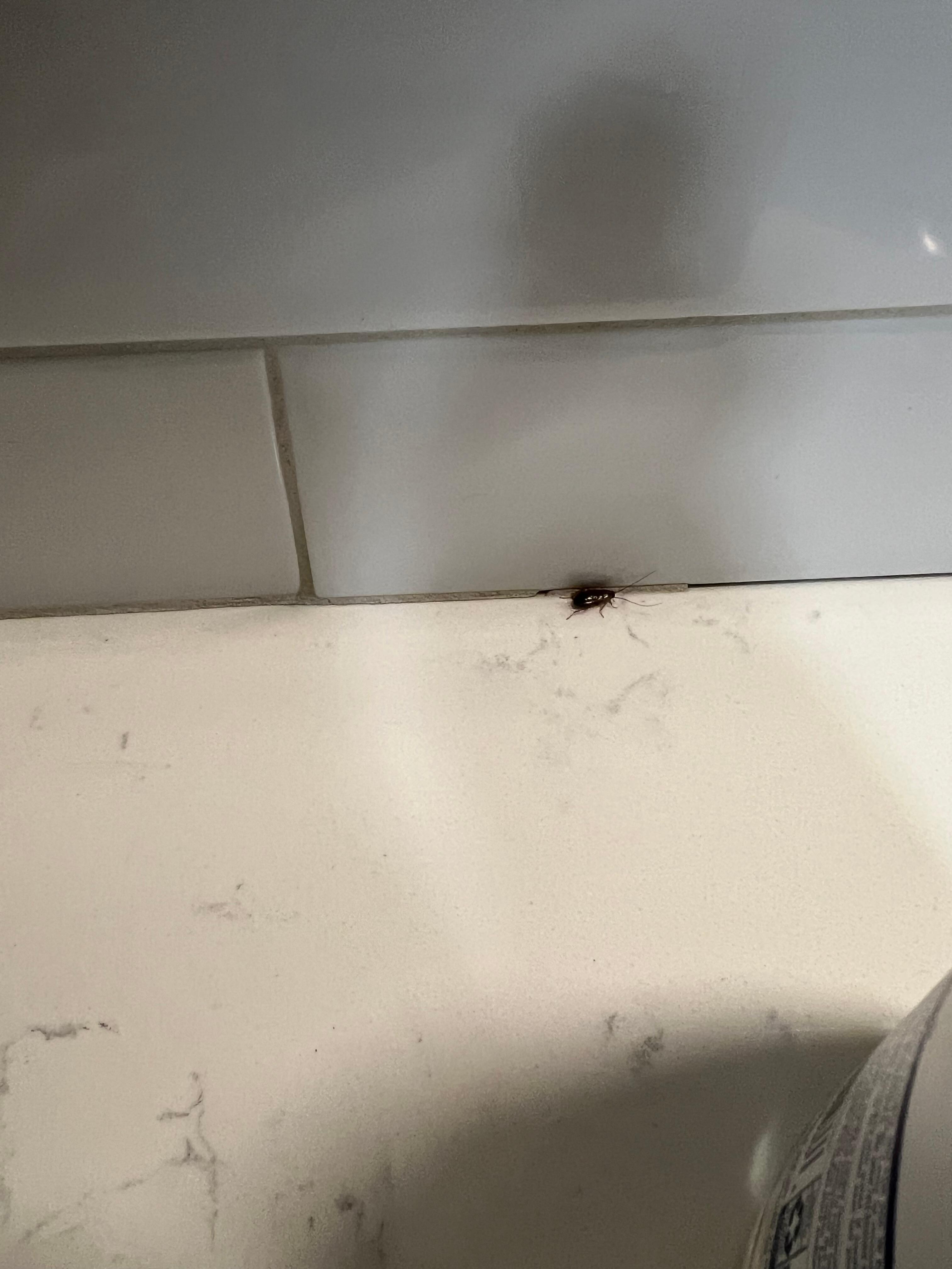 Roach in kitchen
