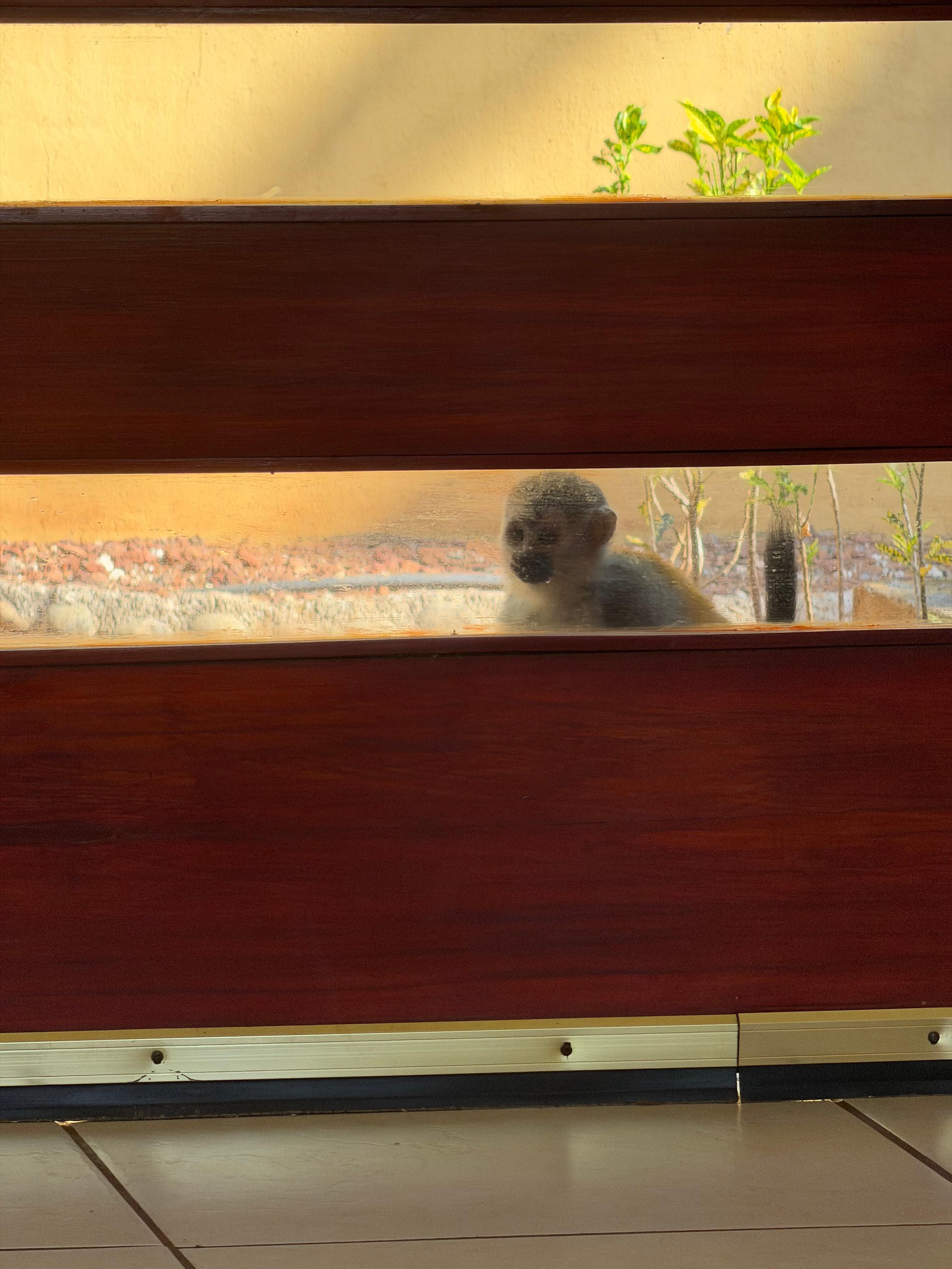 Even coming to the  doors and windows to check us out. Amazing access to nature. 