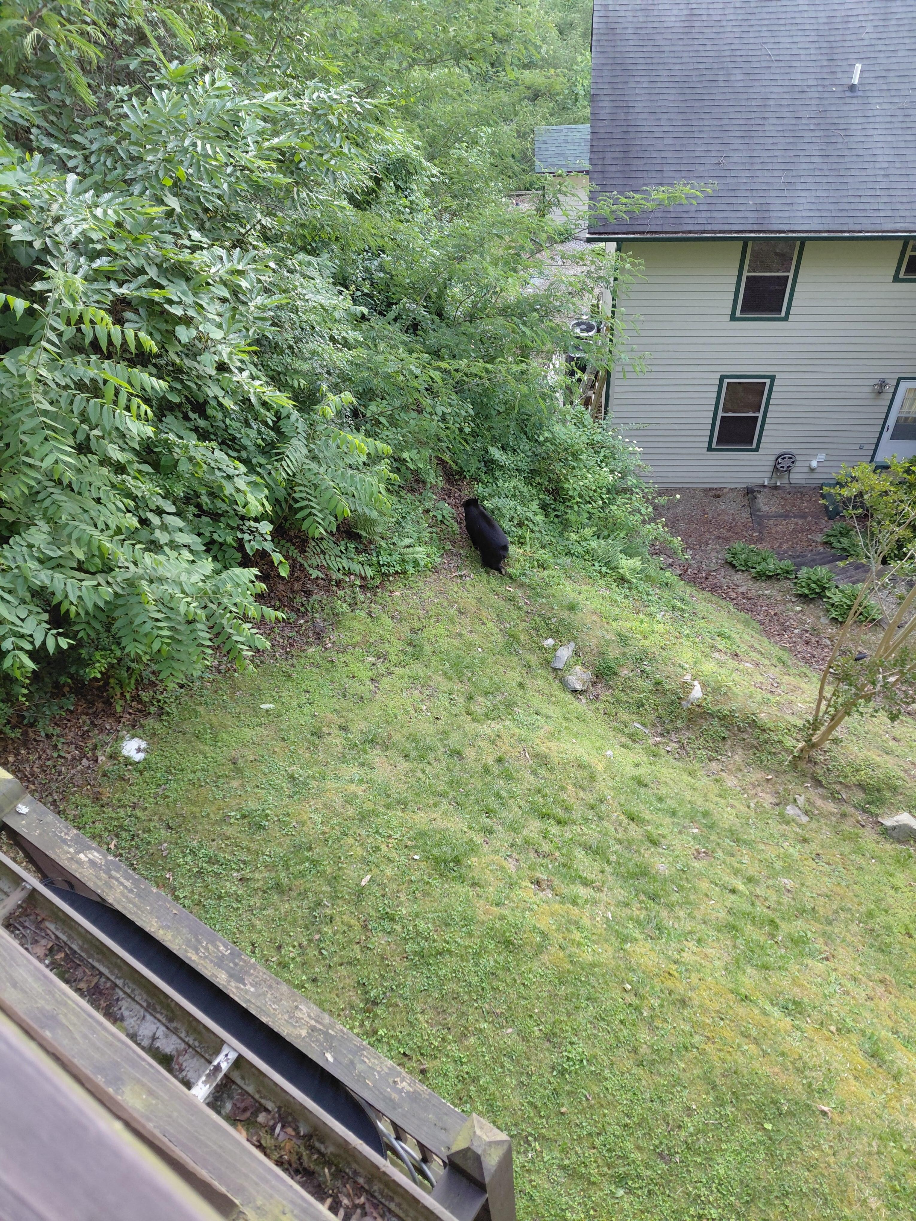 Bear from back upper deck.