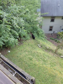 Bear from back upper deck.
