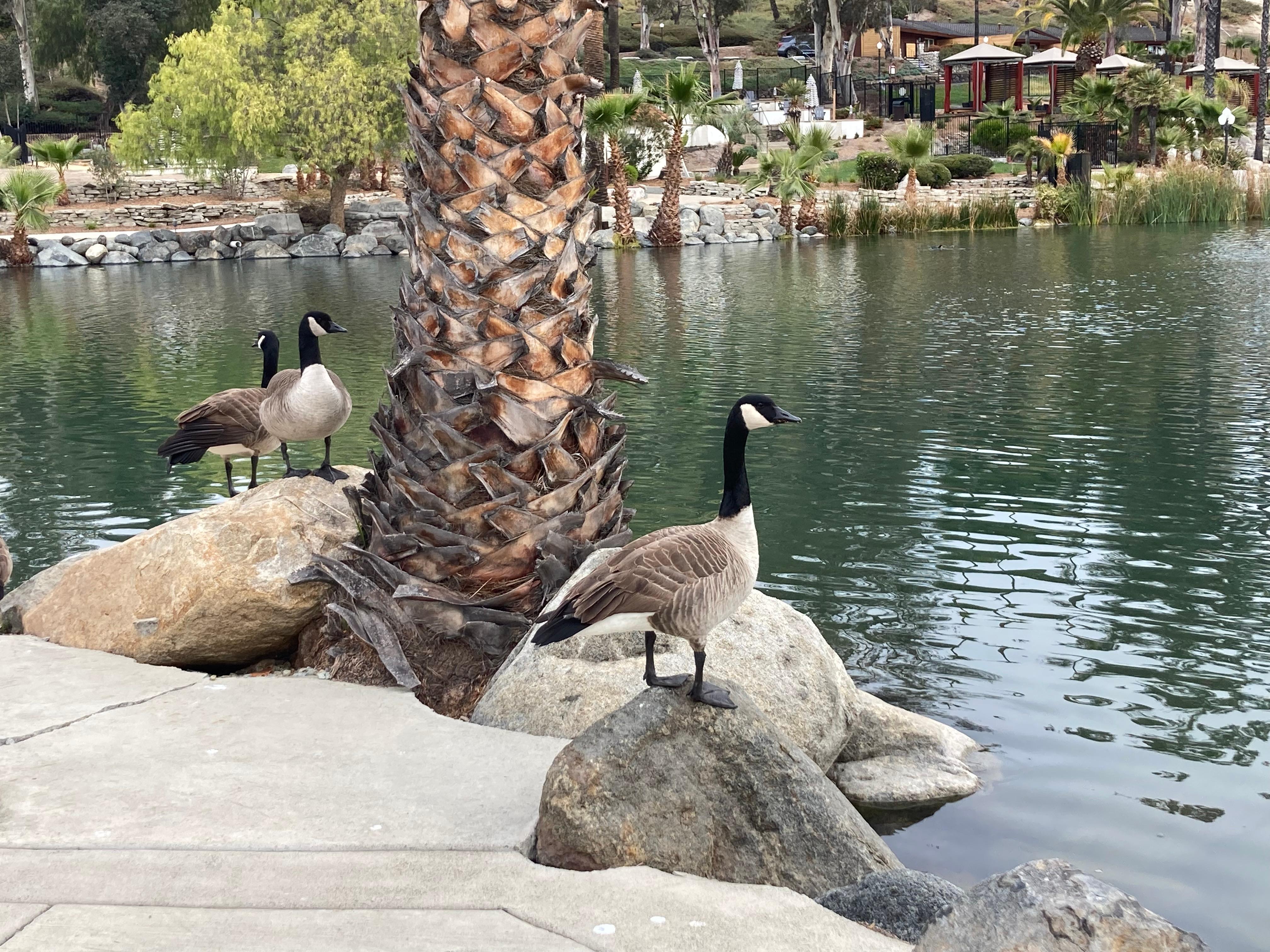 Geese enjoying the lakeside view