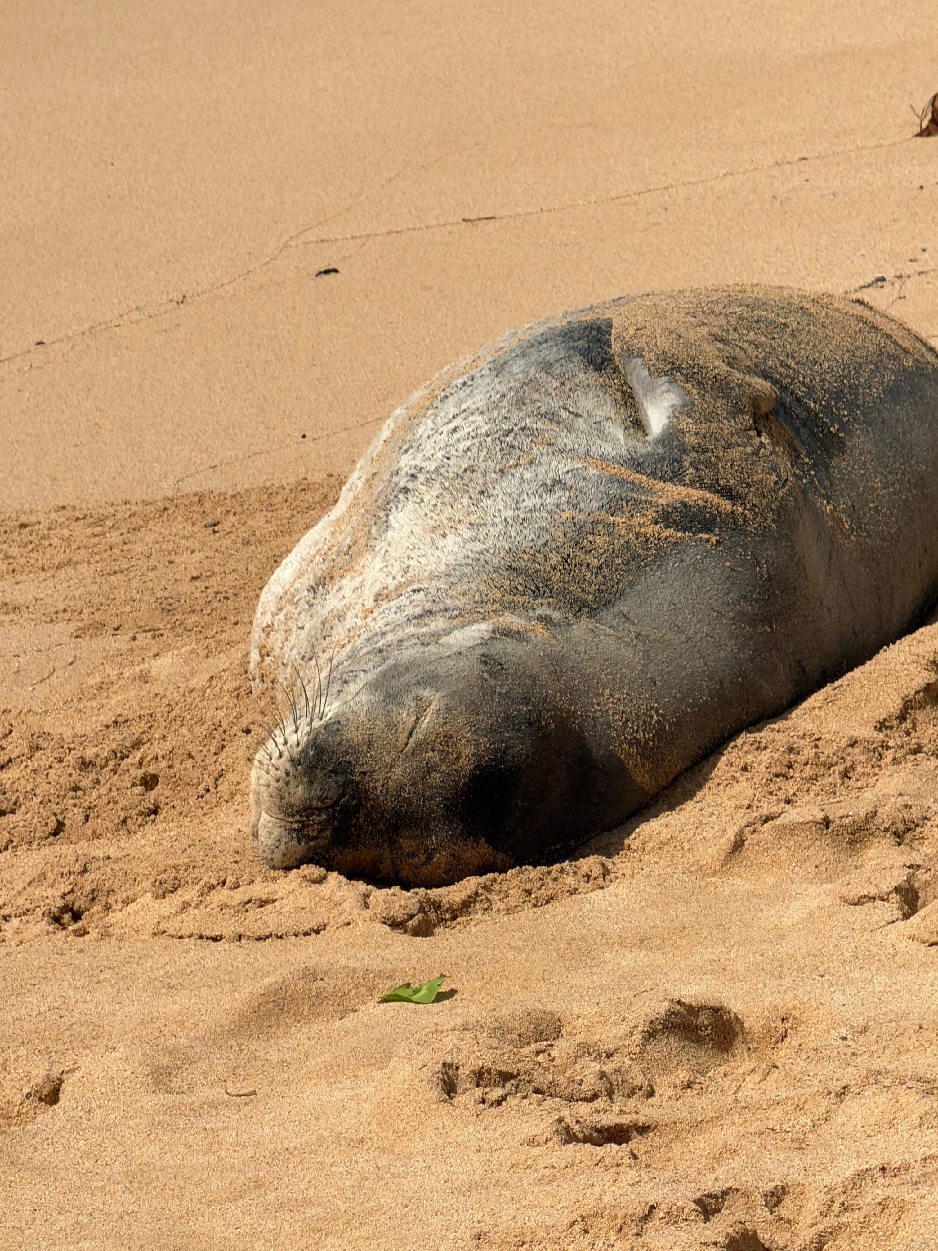 Monk Seal on Poipu