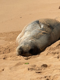 Monk Seal on Poipu