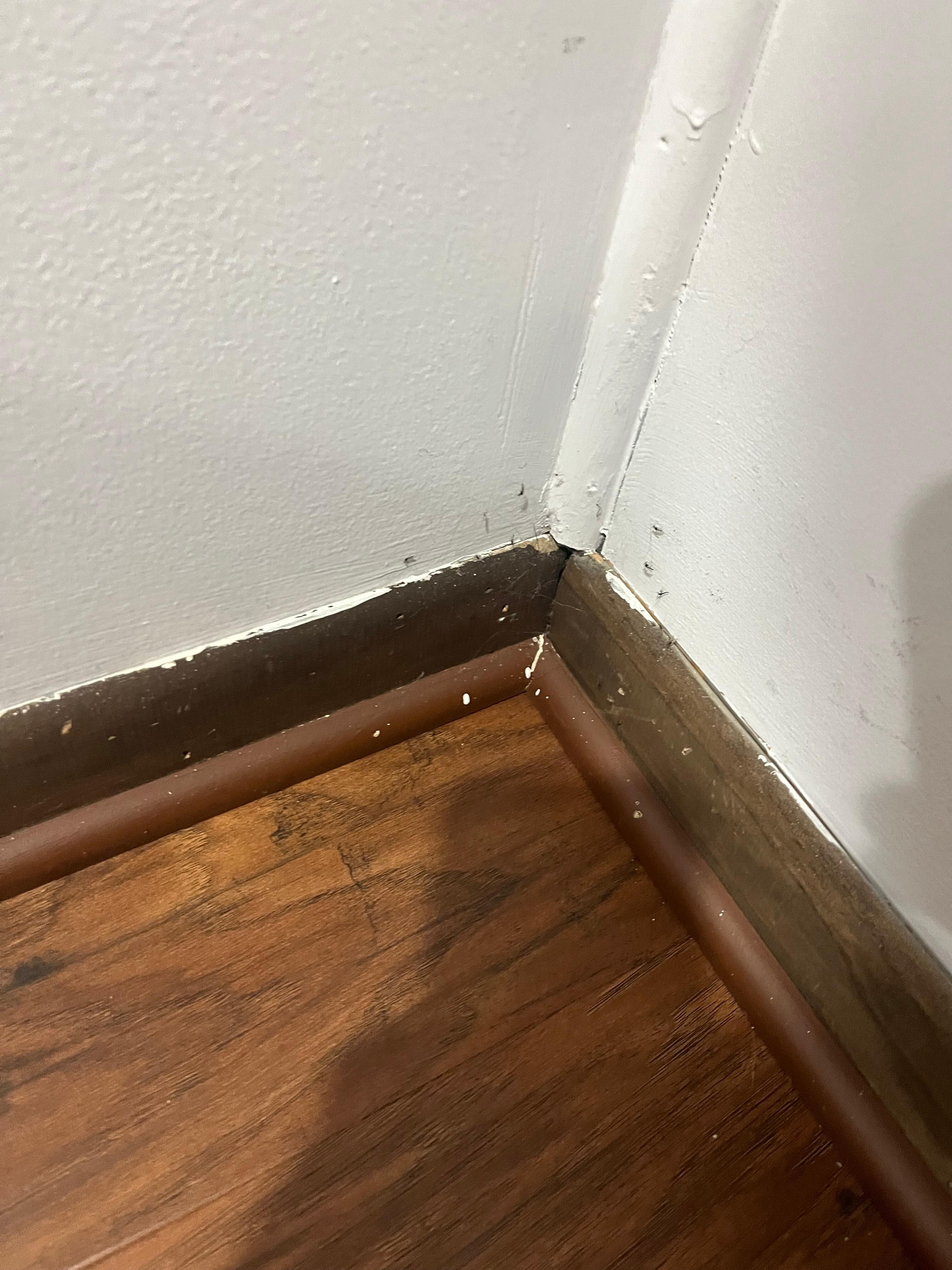 Bugs in most corners