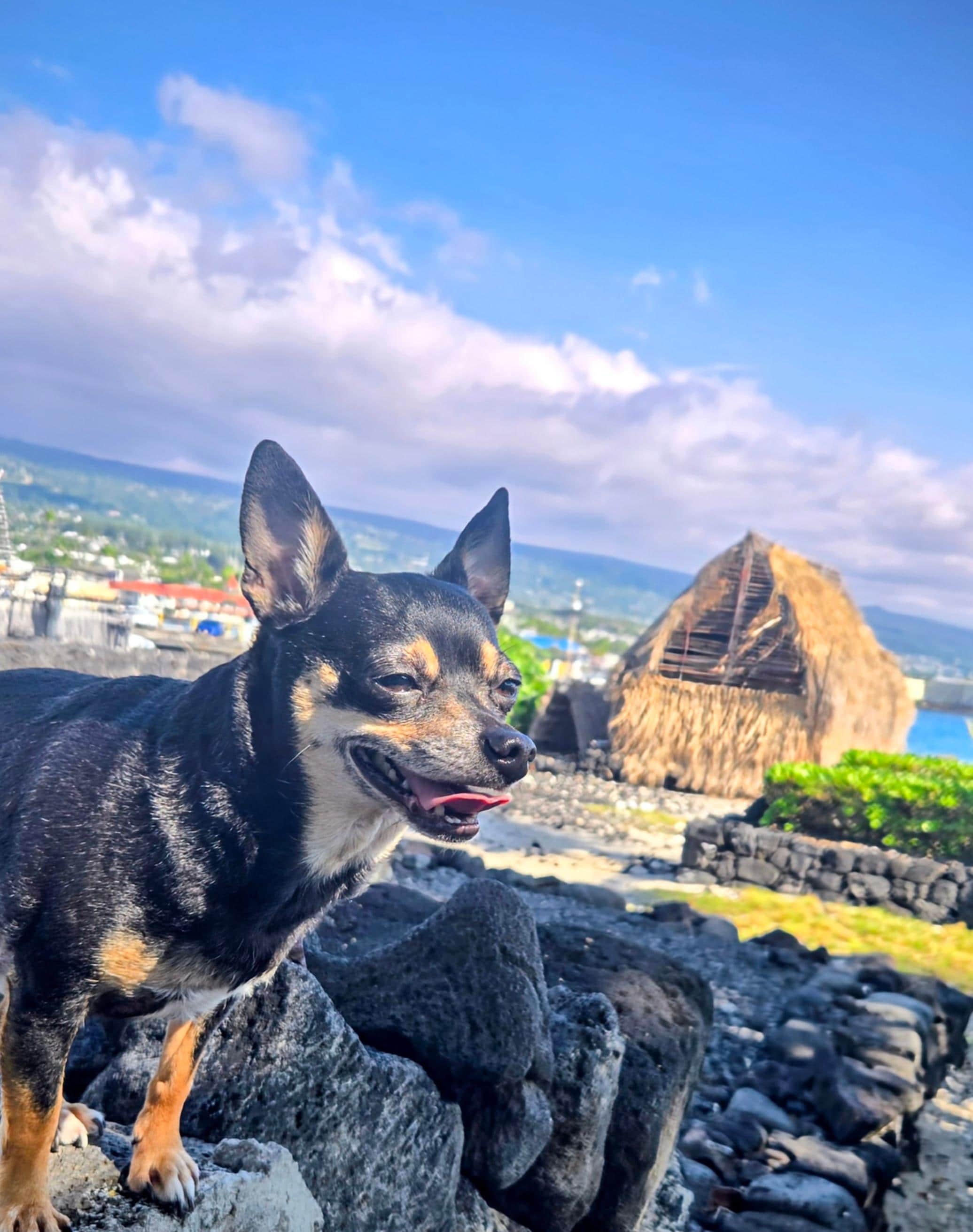 Chuck,  Chuck Danger.  Aloha... Chihuahua review: all good they didn't make me sleep in a bag or anything so it was all chill it's great however, be nice to have a Dog snack... 10 hours in flight confinment... travel fatigue.. strangers touching me, 