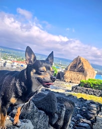 Chuck, Chuck Danger. Aloha... Chihuahua review: all good they didn't make me sleep in a bag or anything so it was all chill it's great however, be nice to have a Dog snack... 10 hours in flight confinment... travel fatigue.. strangers touching me,