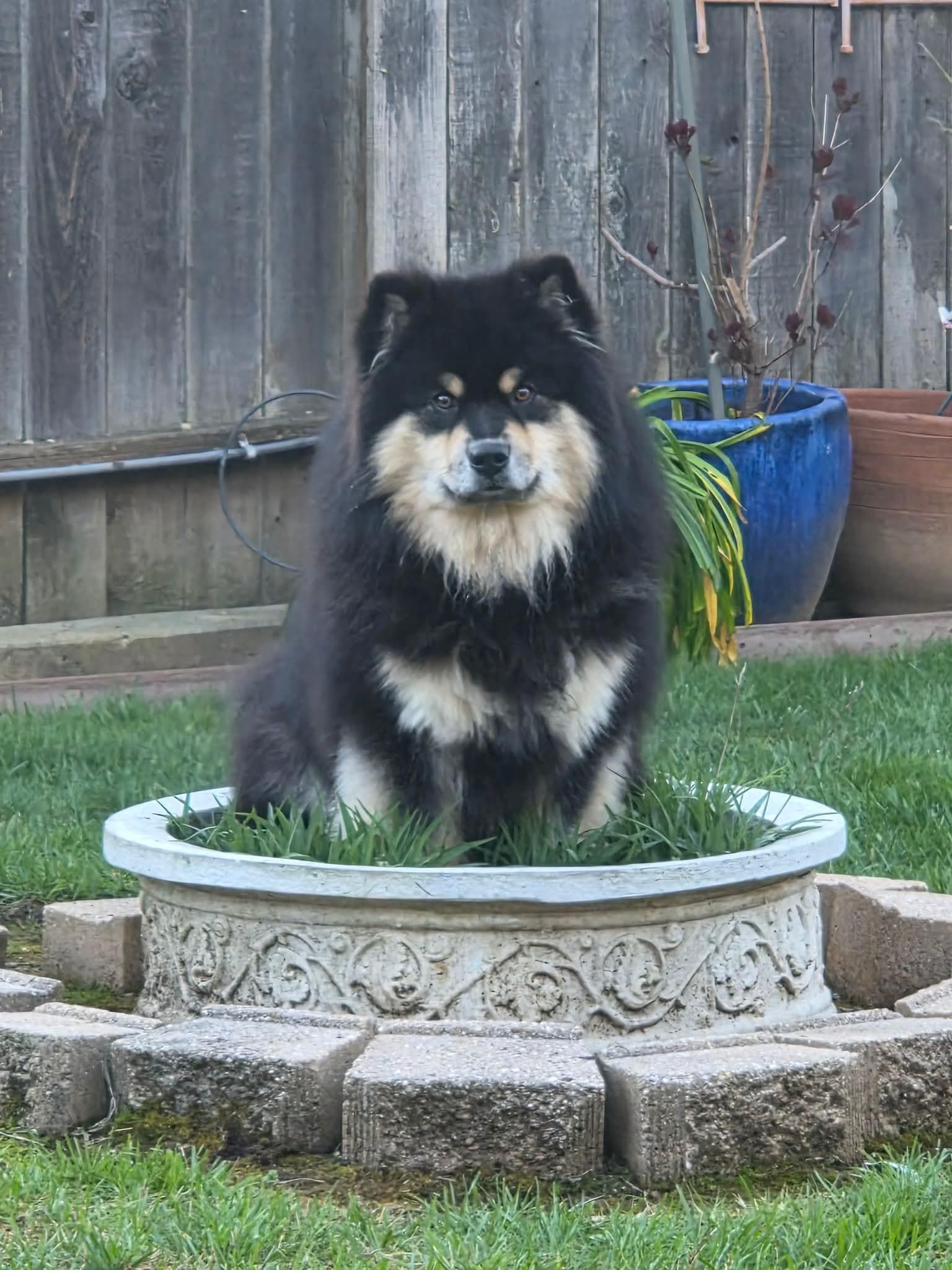 Here’s one of my dogs thinking he’s a flower. 