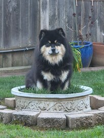 Here’s one of my dogs thinking he’s a flower.