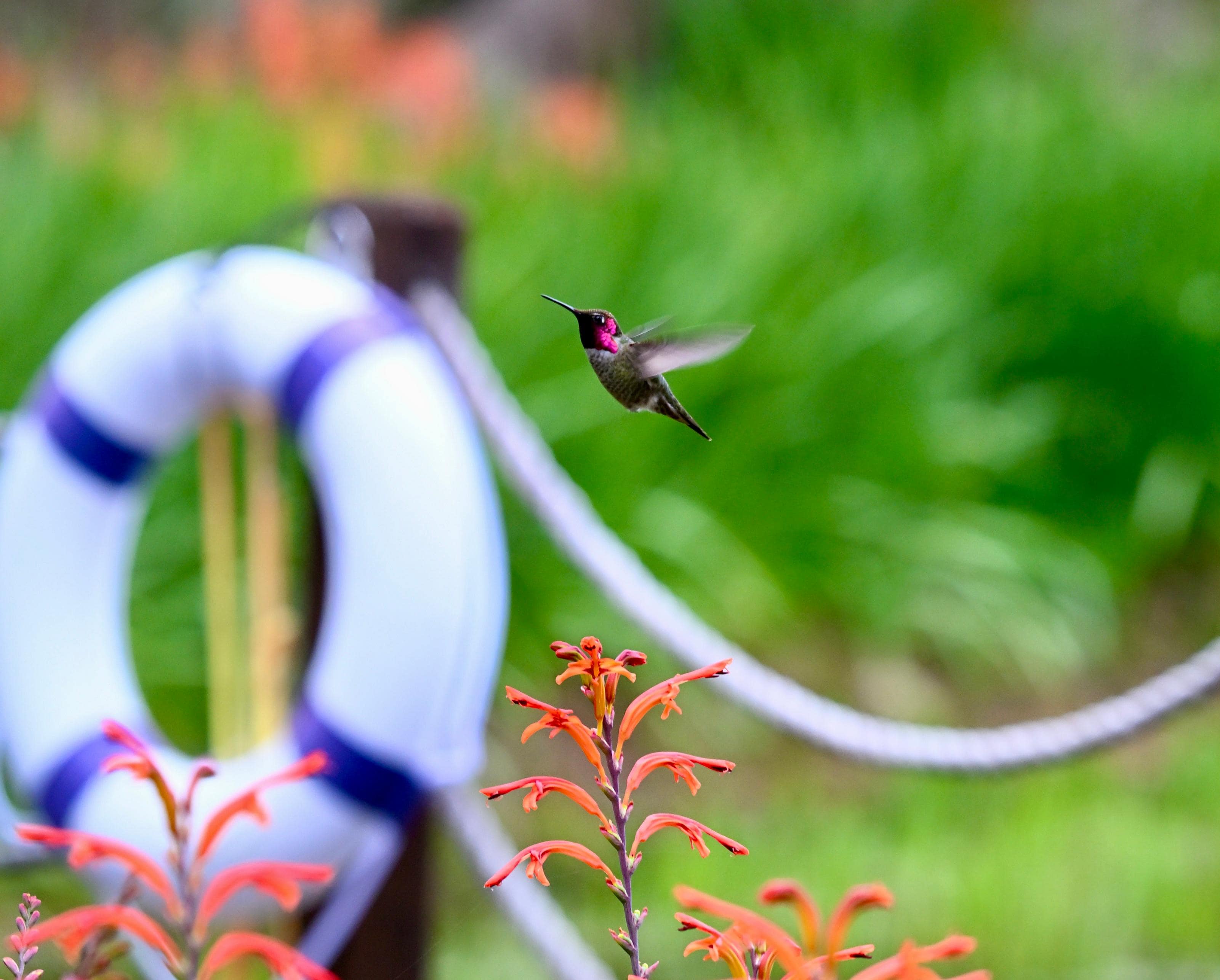 Finally got to capture a hummingbird on film. They loved the flowers around the pond. 