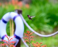 Finally got to capture a hummingbird on film. They loved the flowers around the pond.