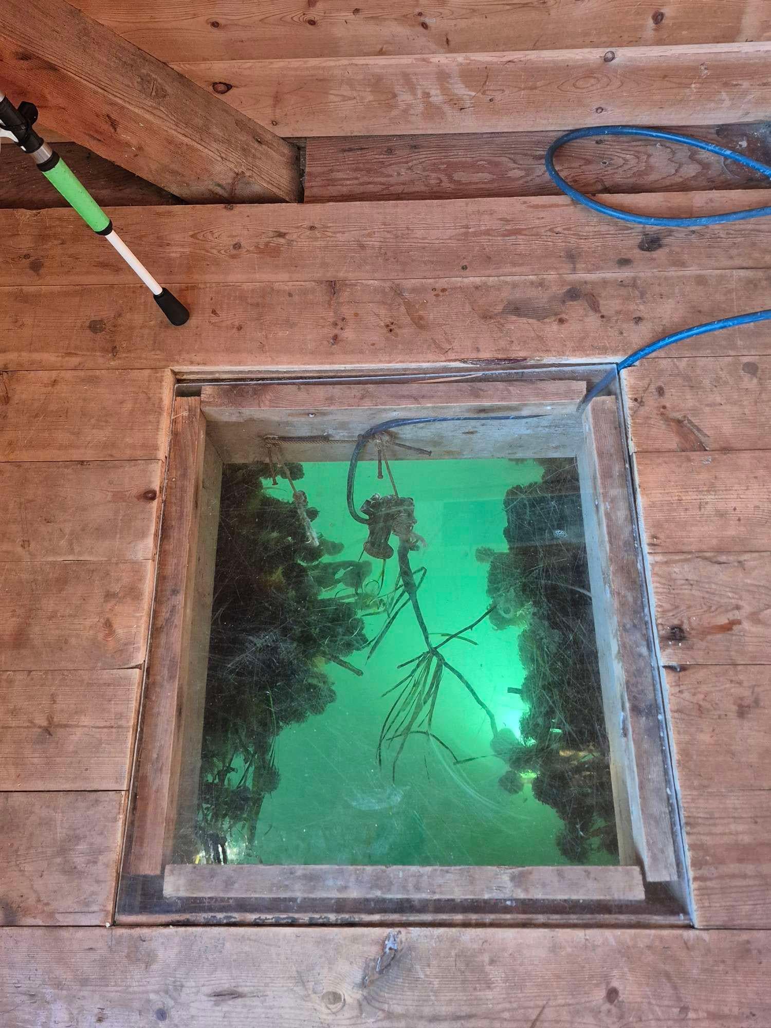 Window in the floor to watch sealife! Better than TV!