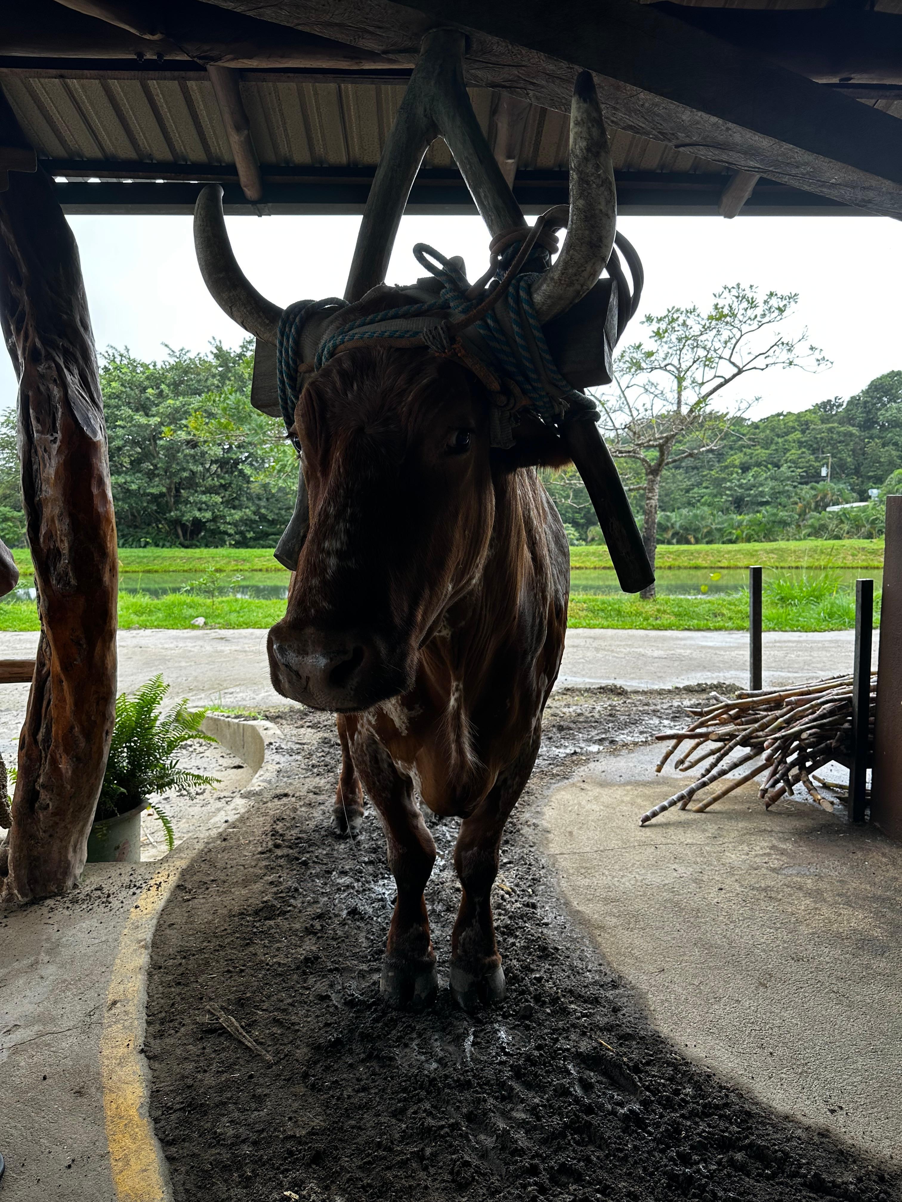 Ox milling sugar cane