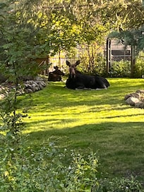 Our welcome guests. Momma and baby moose.