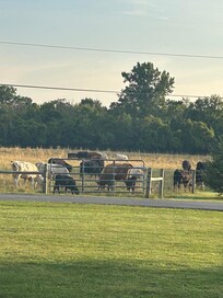 The cows across the lane.