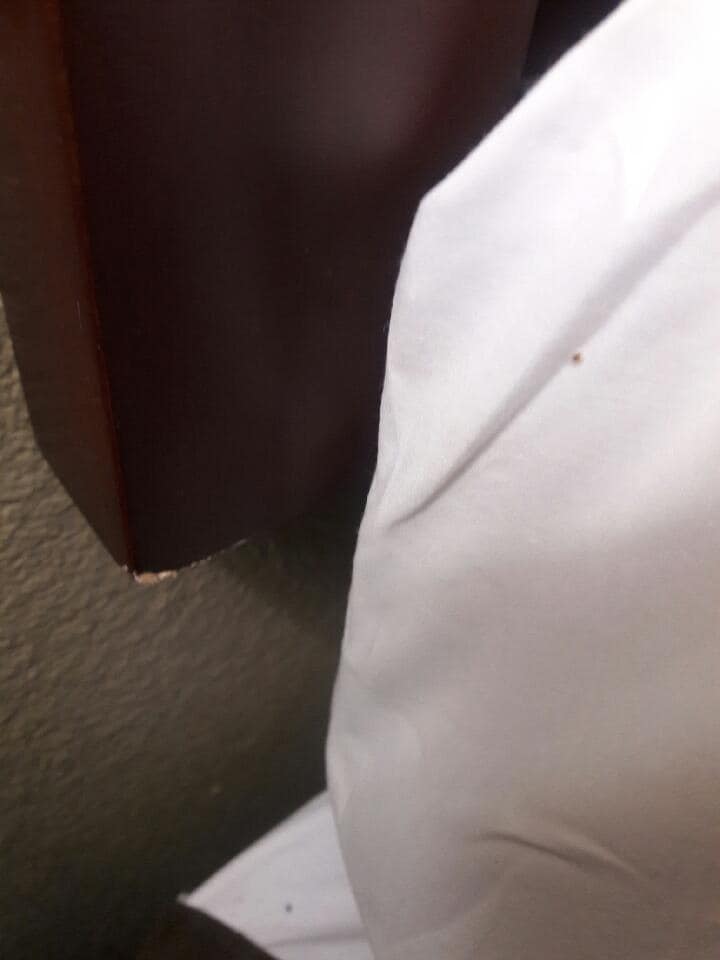 Bed Bugs on Sheets