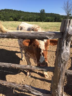 Feeding the longhorns