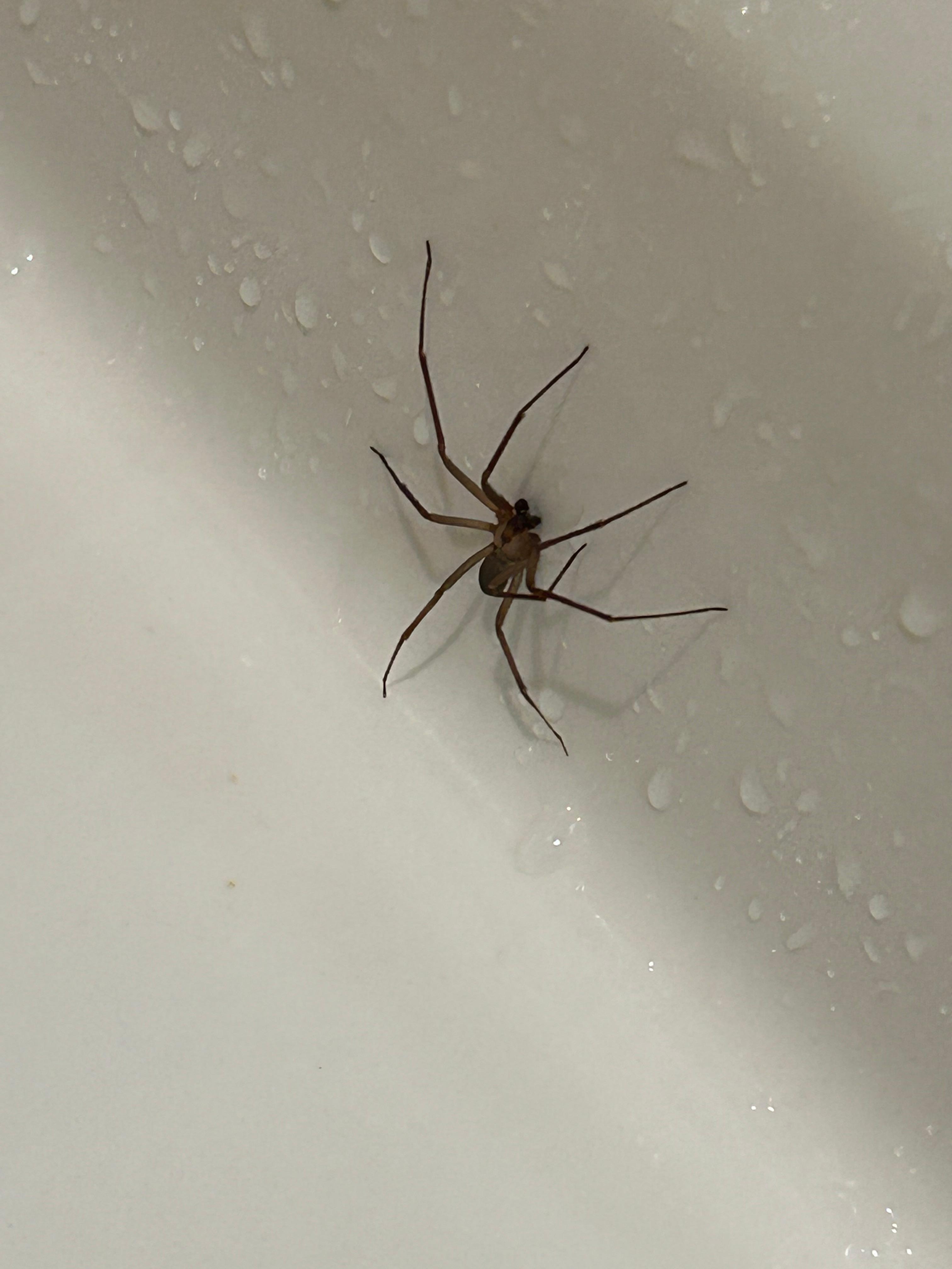 Spider in my shower.