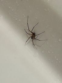 Spider in my shower.