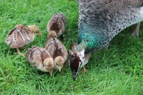 proud mum with her 5 peachicks