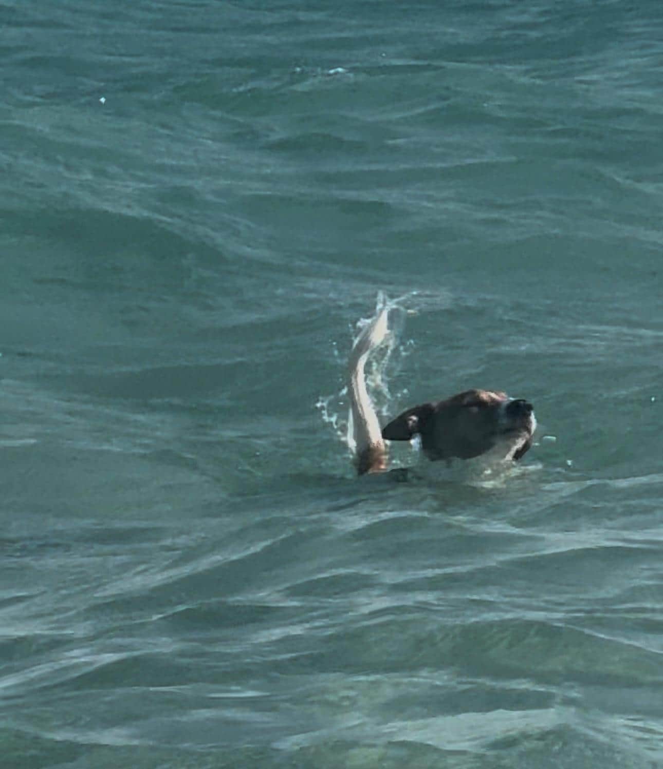 Banjo in his favourite place. 