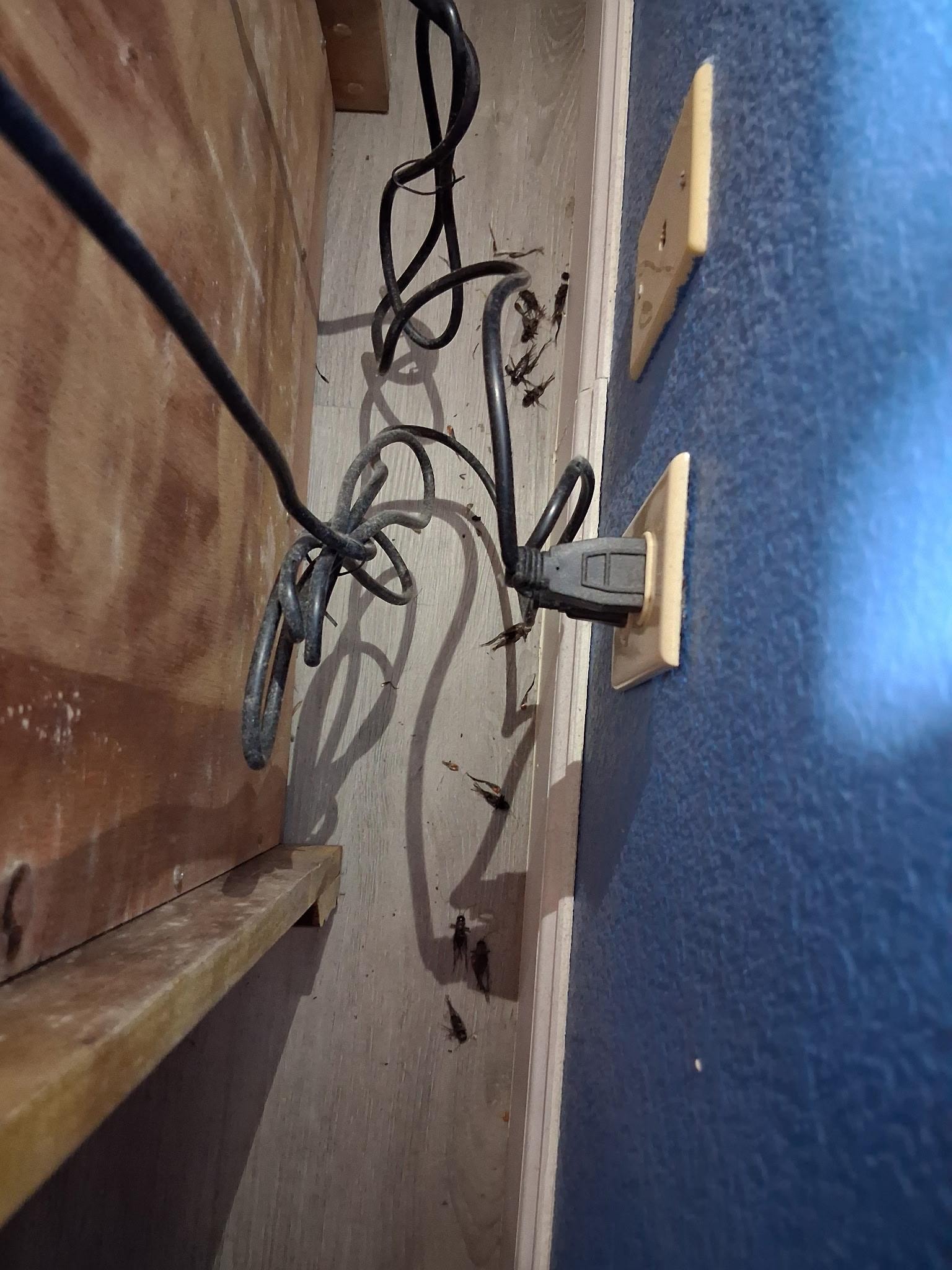 went to plug in phone charger and found this...