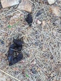 Dog poop