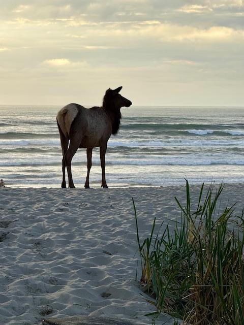 Roosevelt Elk at sunset. What a show!