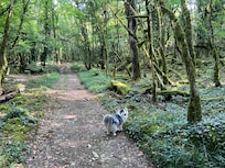 Boswandeling vanuit het huisje,
Rondwandeling ca 5 km