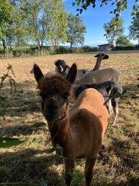 Alpaca’s, na een heel kort wandelingetje in de buurt