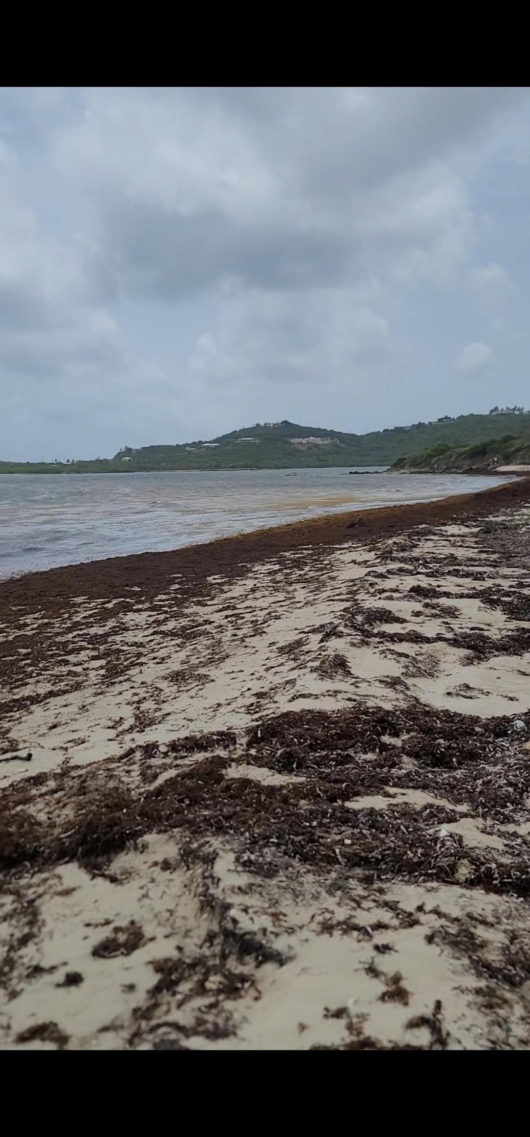 Beach with the sea grass.