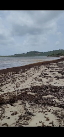 Beach with the sea grass.