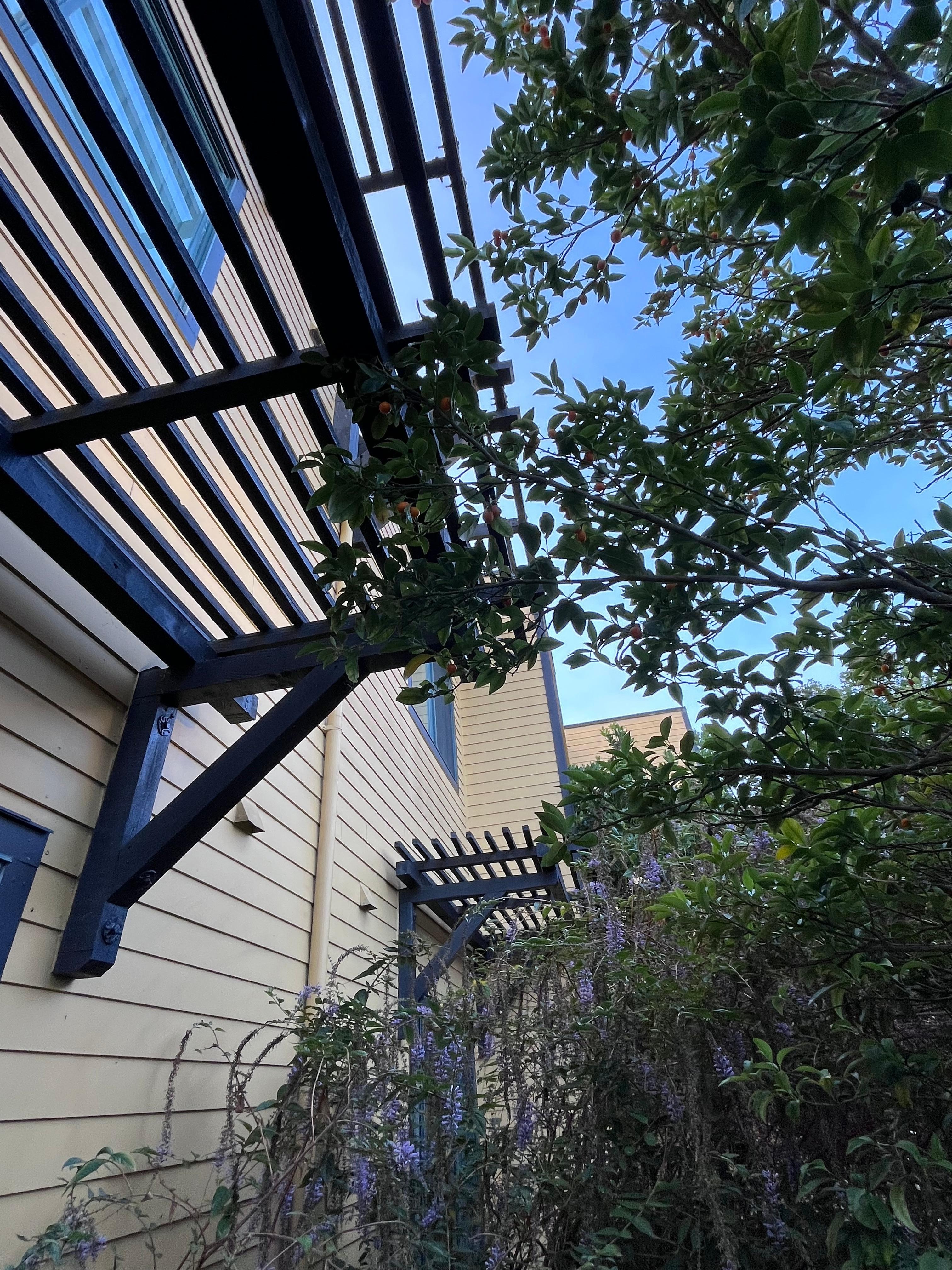 Looking up from the patio