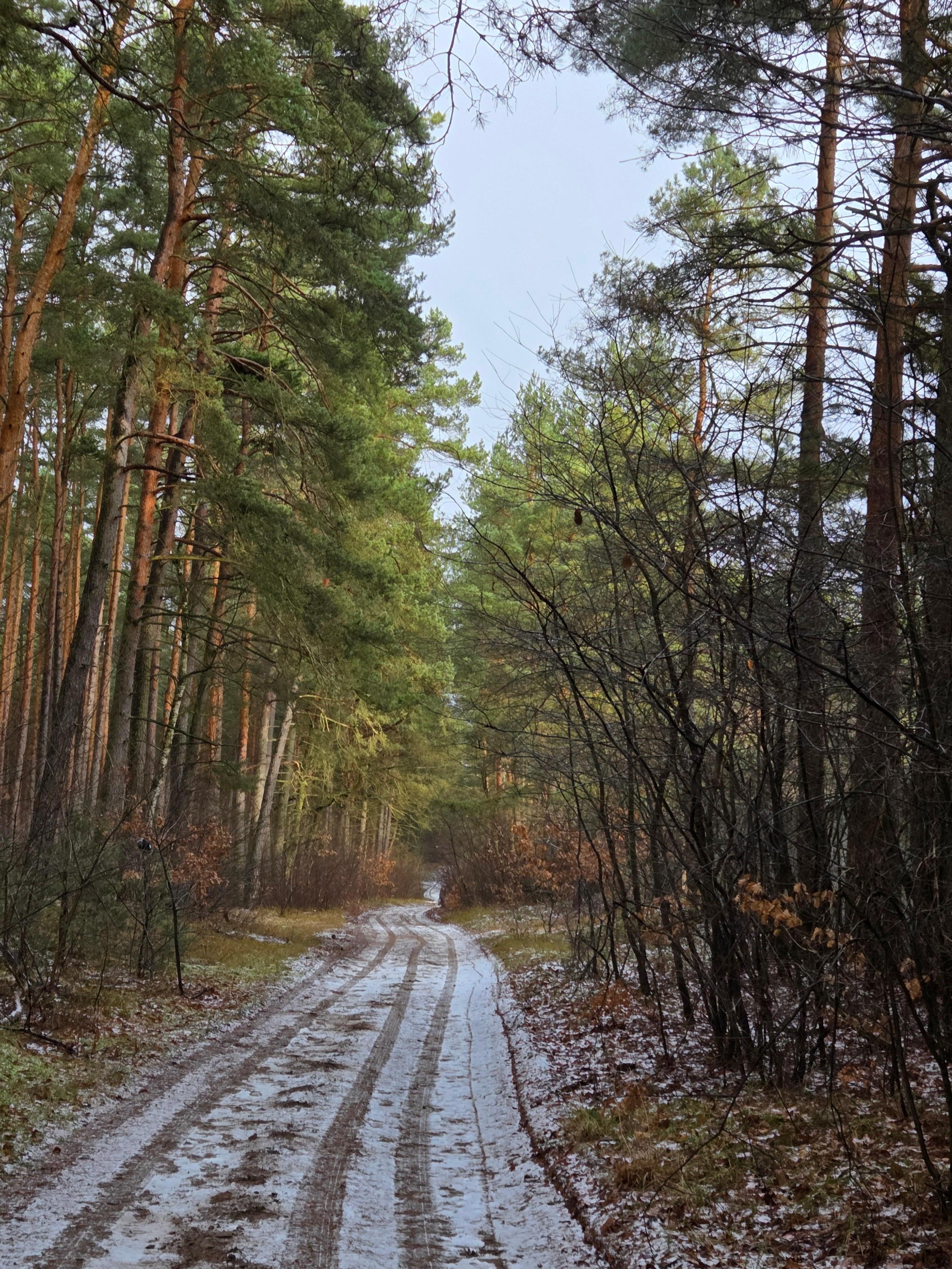 Waldweg ca. 50m vom Haus