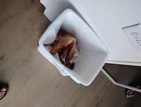 The last Guests garbage.