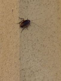 Here's the proof of the mega cockroach that was in our head. In the restaurant's column, it was disgusting.