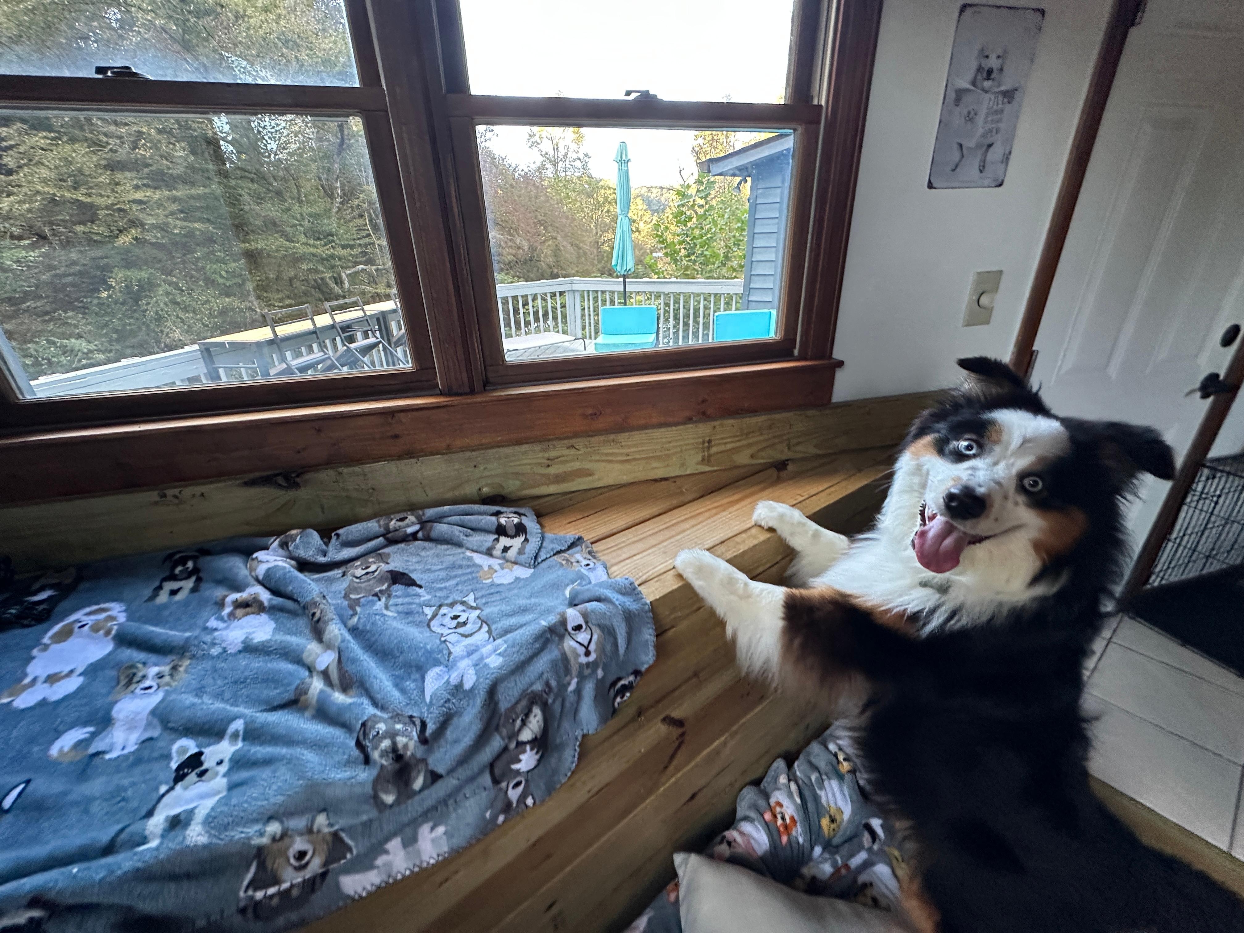 Momo investigating the window nook