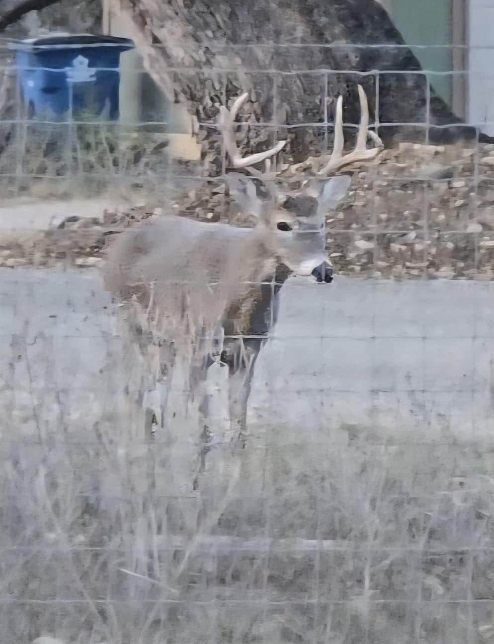 This guy greeted us within minutes after we arrived.