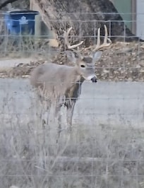 This guy greeted us within minutes after we arrived.