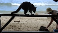 On the beach - a raccoon after lunch.