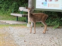 Wild life just steps from their home.